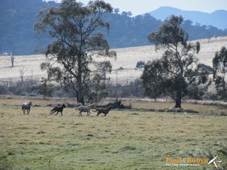 Horse Paddock