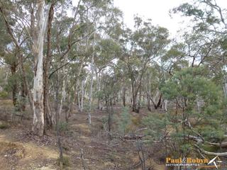 Bush (2013-06-20)