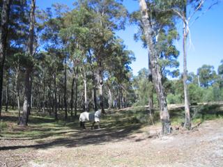 Land (2008-03-17)