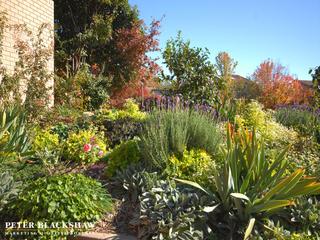 Front Garden (2019-05-23)