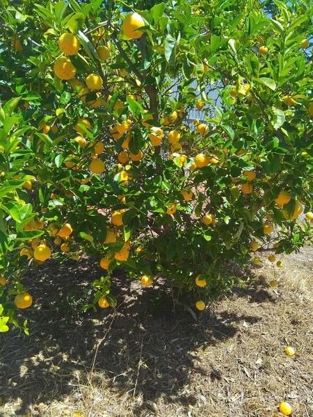 (no street name provided), SA 5641