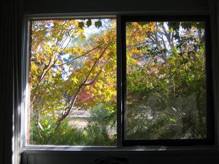 Autumn from bed 1