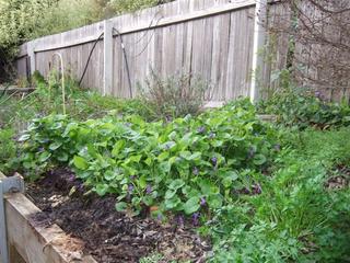 Rear Garden (2011-08-09)