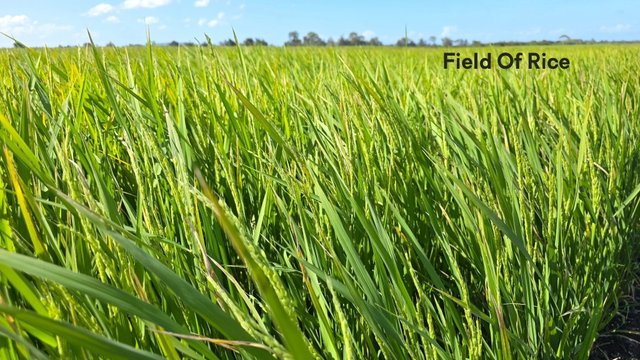 665 and 691 Kilgin Road, NSW 2472