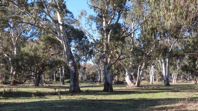 225 Coles-Killanoola Road, SA 5272