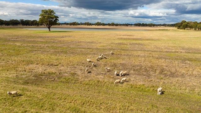 Police Paddocks  Road, VIC 3685