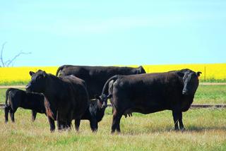 Cows & calves