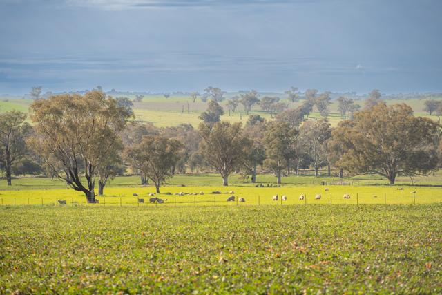 1228 Jerrybang Lane Monteagle Via, NSW 2594