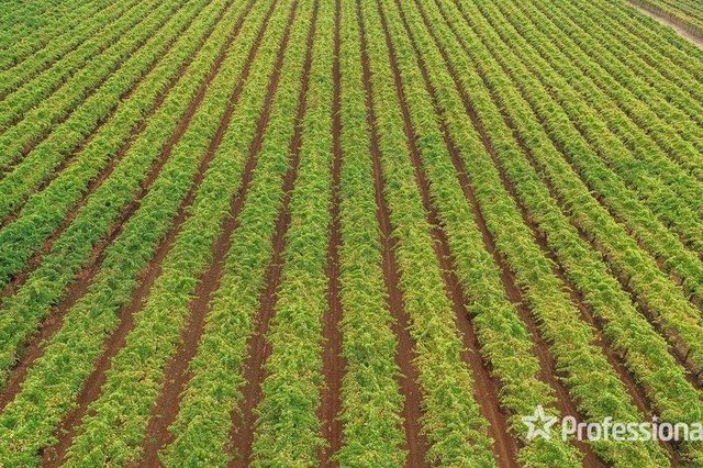 139 Paringi Road, Paringi Via, NSW 2738