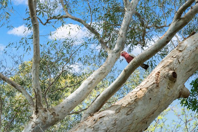 60 Gordon Street, NSW 2538