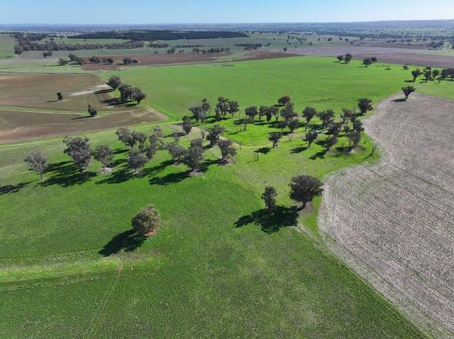 'Woodbine Park' 397 Mugincoble Lane, NSW 2870