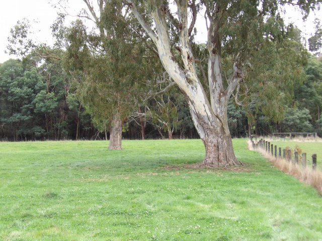 53 Burns Road, VIC 3717