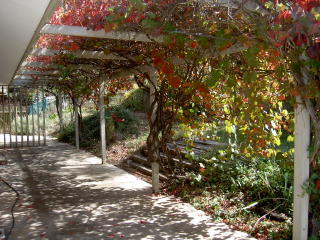 Pergola (2008-02-11)