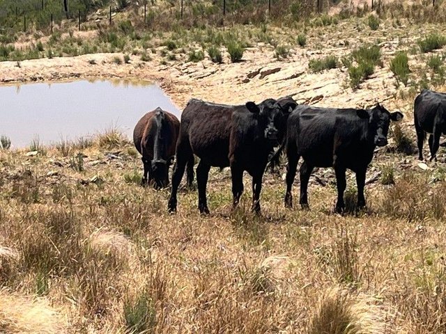 386 Williamsons Road, NSW 2800