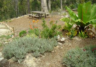 Garden (2008-03-25)