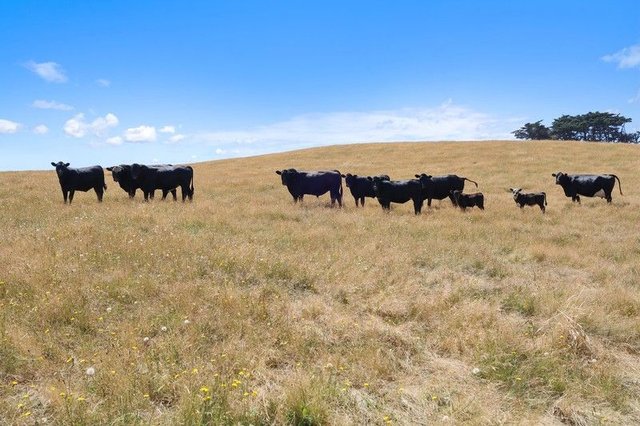 Lot 2/107 Cooks Road, VIC 3835