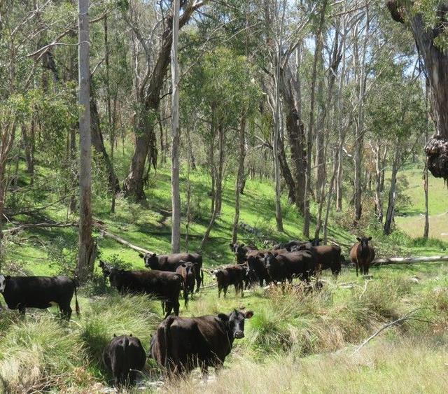 "Blair Athol" 2340 Campfire Road, NSW 2354