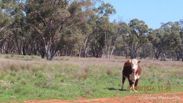 * Needlewood, NSW 2831