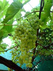 Grapevine (2009-01-01)