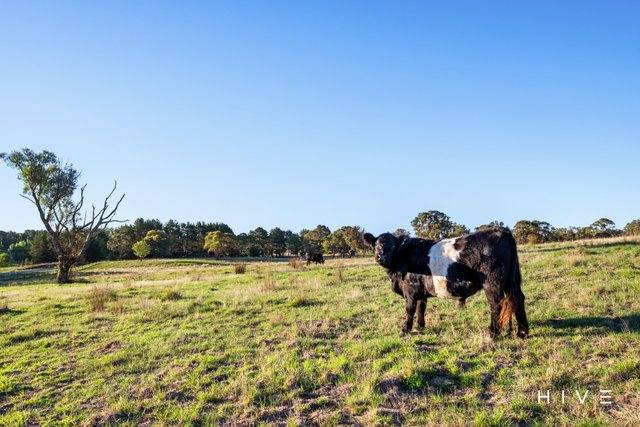 8 Creekborough Road, NSW 2621