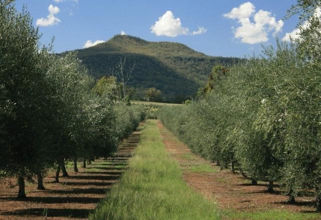 * Melilanda Olives, NSW 2390