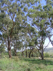 Yellow Box Trees