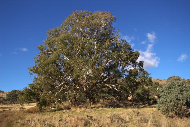 355 Gallymont Road, NSW 2792