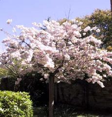 Flowering tree-c.yar