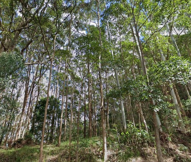 29-33 Staghorn Road, QLD 4272