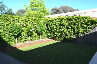 Frontyard