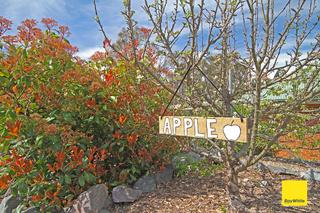 An apple a day... (2019-10-11)