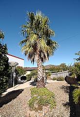 Rear yard (2004-03-24)